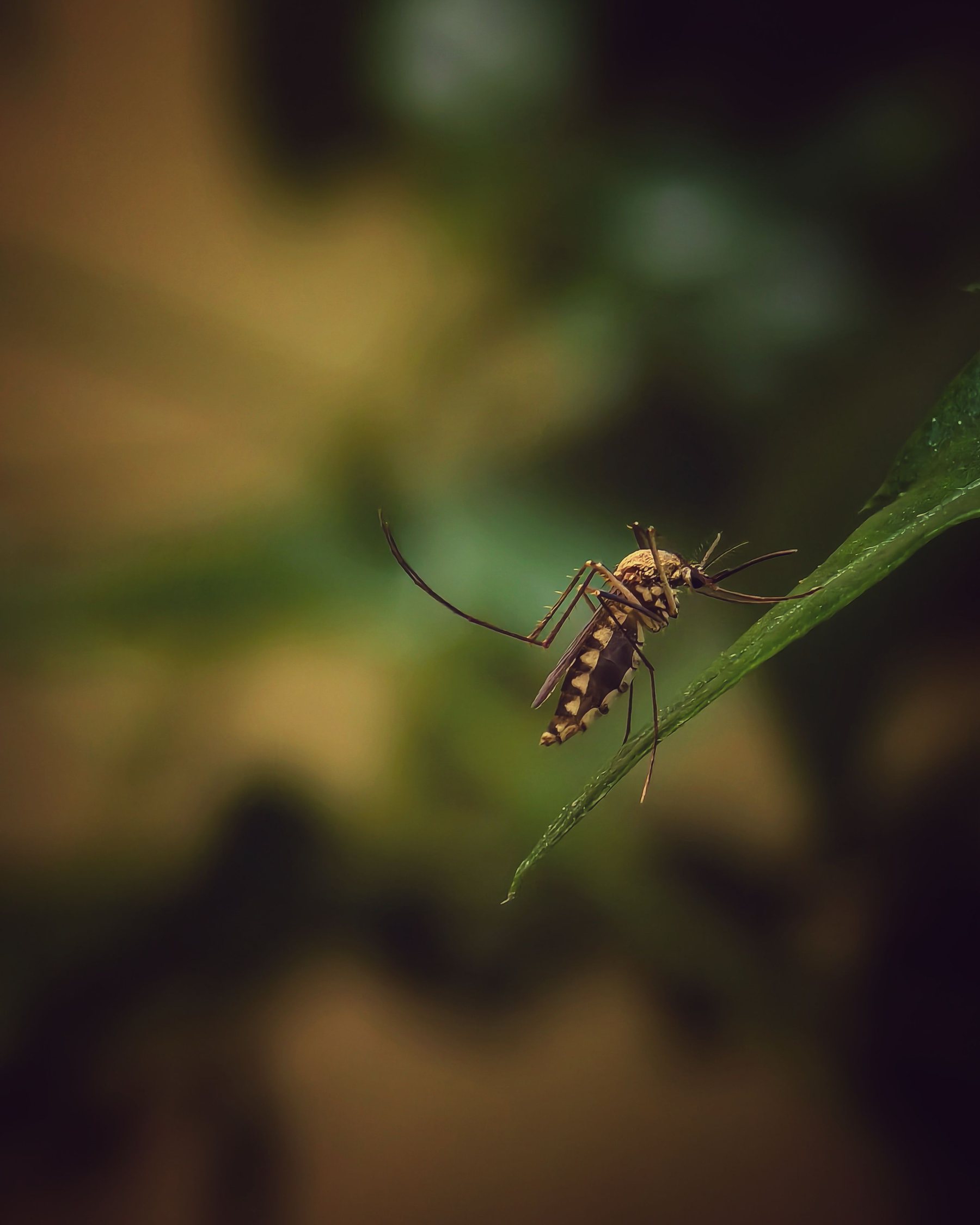 Moustique observé en macro sur une feuille, photographie d’illustration